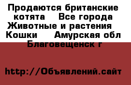 Продаются британские котята  - Все города Животные и растения » Кошки   . Амурская обл.,Благовещенск г.